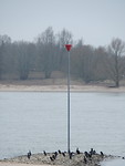 Aalscholvers langs de rivier!