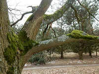 Bemoste bomen!