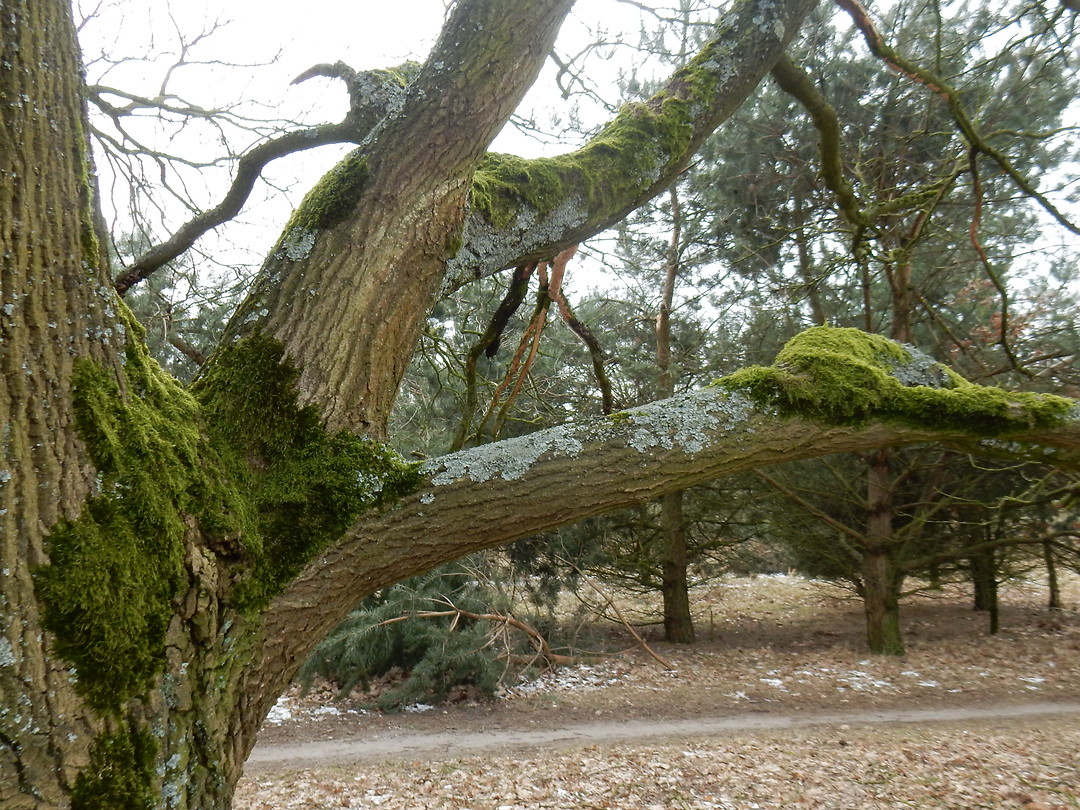 Bemoste bomen!