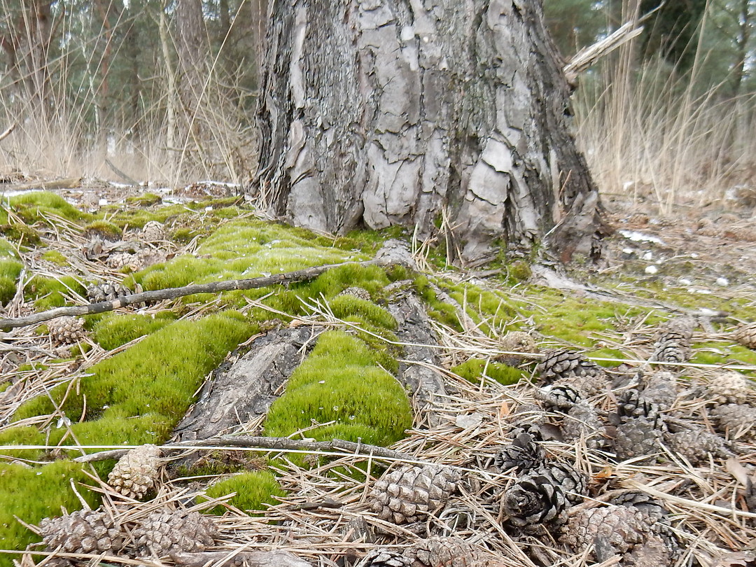 Groene mossen!