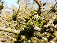 Fruitbomen met mos!