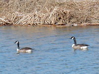 Grote Canadese gans!