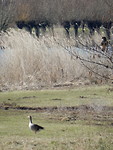 De roofvogel en de gans!
