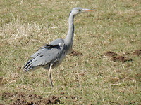 Wat een gevogel!