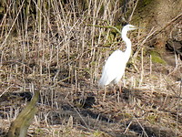 Witte reiger!