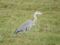 Blauwe reiger!