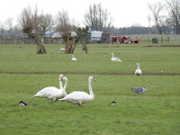 Veel vogels langs de Groeneweg!