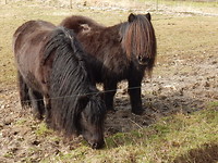 Twee Hippies!