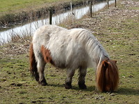 Nog een Hippie!