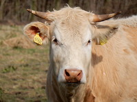 Mooie koe!