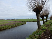 Veld met Paarse Dovenetel!