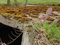 Bruggetje met mos!