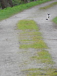 Poes op het pad!
