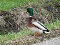 Wilde woerd!
