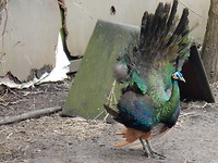 Groene pauw!