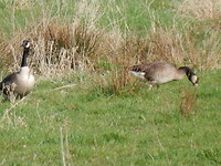 Grote Canadese gans!