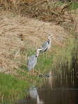 Blauwe reigers!