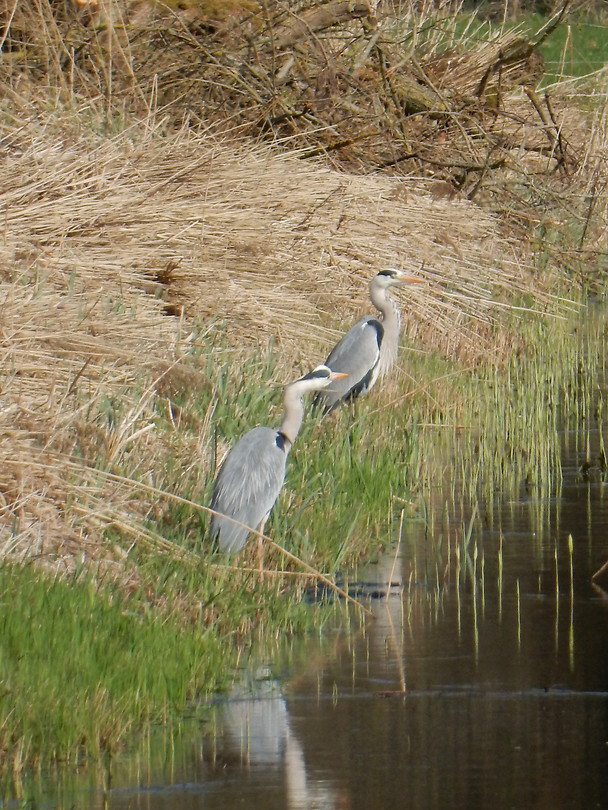 Blauwe reigers!