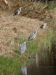 Blauwe reigers!