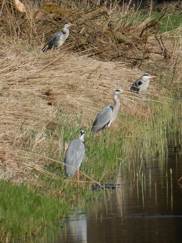 Blauwe reigers!