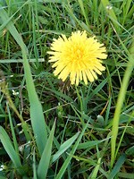 Paardebloem!