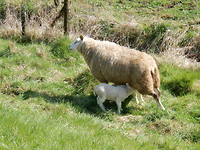 Lammetjes!