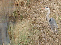Dan maar weer een reiger!