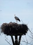 Ooievaars op nest!