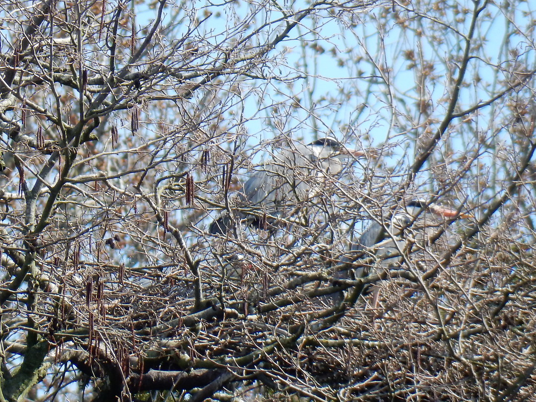 Jonge reiger in het nest!