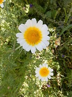 Heel veel bloeiende wilde margrieten!
