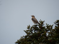 Vreemde vogel!