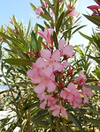 Oleander!