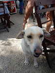Hondje op het terras!