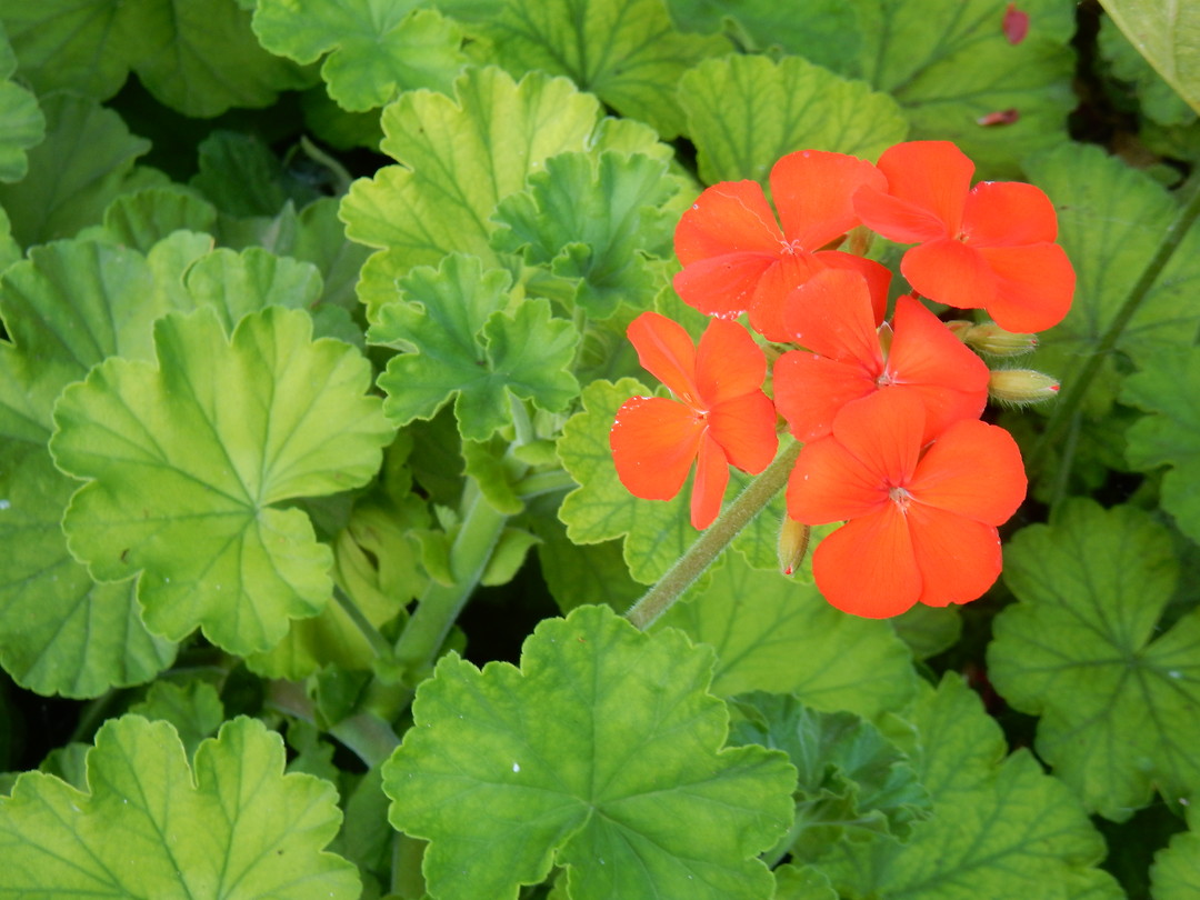 Geranium!