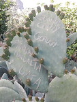 Mishandelde cactus!