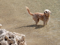 Lily!