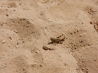 Sprinkhaan on the beach!