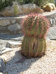 Hele grote cactus!