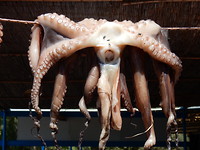 Enge octopus hangt te drogen!