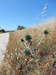 Kogeldistel!