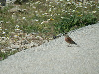 Vogeltje!