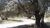 De prachtige stranden van Rhodos!
