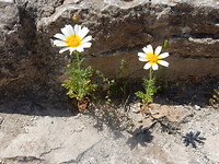Wilde Margrieten!