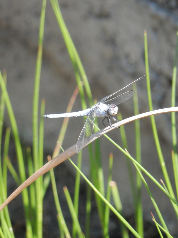 Libelle!