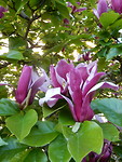 Tulpenboom!