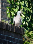 Nest bouwen!