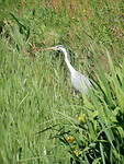 Dongense Reiger!