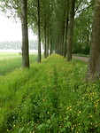 Lange laan met boterbloemen!