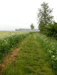 Eendenkade!