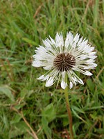 Uitgebloeide paardebloem!